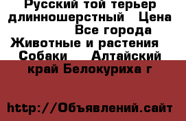 Русский той-терьер длинношерстный › Цена ­ 7 000 - Все города Животные и растения » Собаки   . Алтайский край,Белокуриха г.